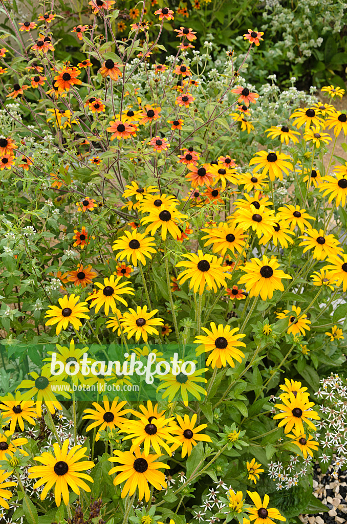 547321 - Gewöhnlicher Sonnenhut (Rudbeckia fulgida) und Sonnenhut (Rudbeckia triloba 'Prairie Glow')