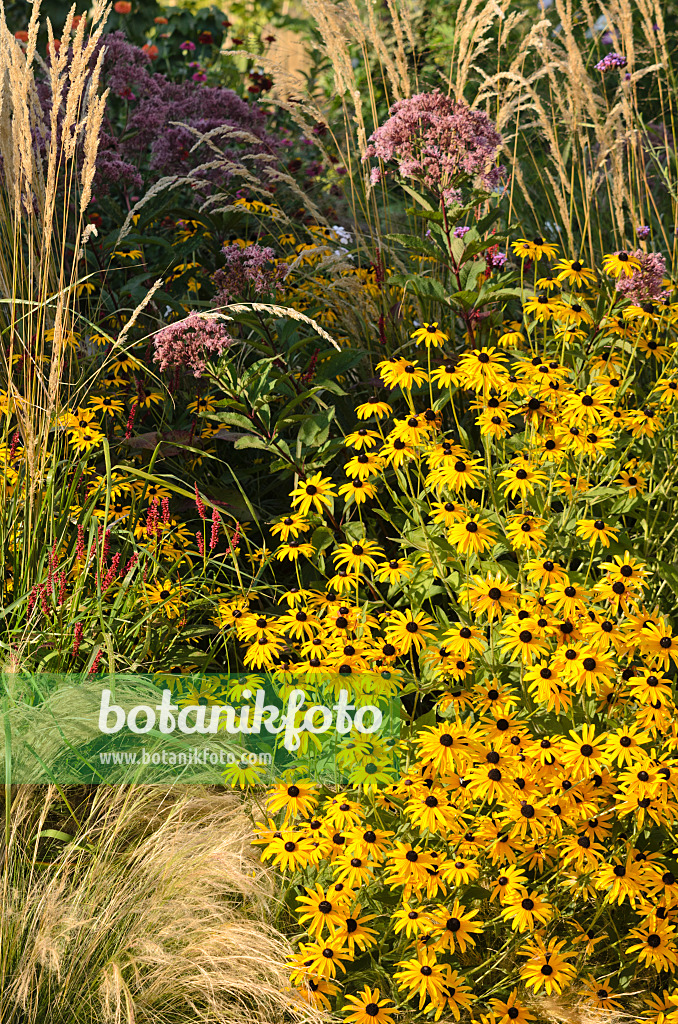 548067 - Gewöhnlicher Sonnenhut (Rudbeckia fulgida), Knöterich (Bistorta) und Wasserdost (Eupatorium)