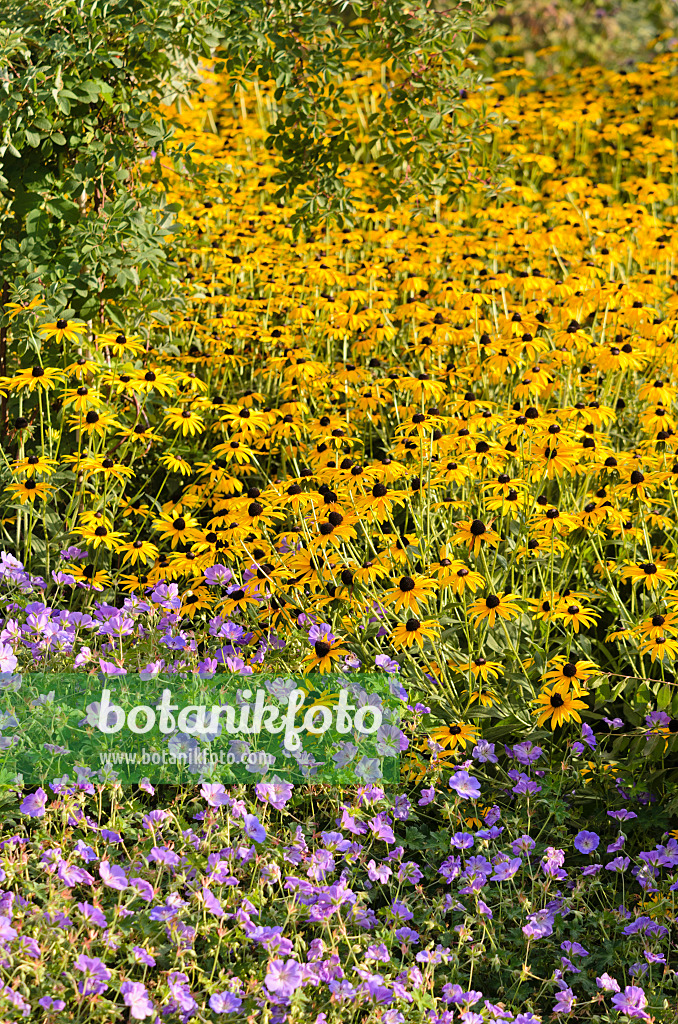 548068 - Gewöhnlicher Sonnenhut (Rudbeckia fulgida) und Storchschnäbel (Geranium)