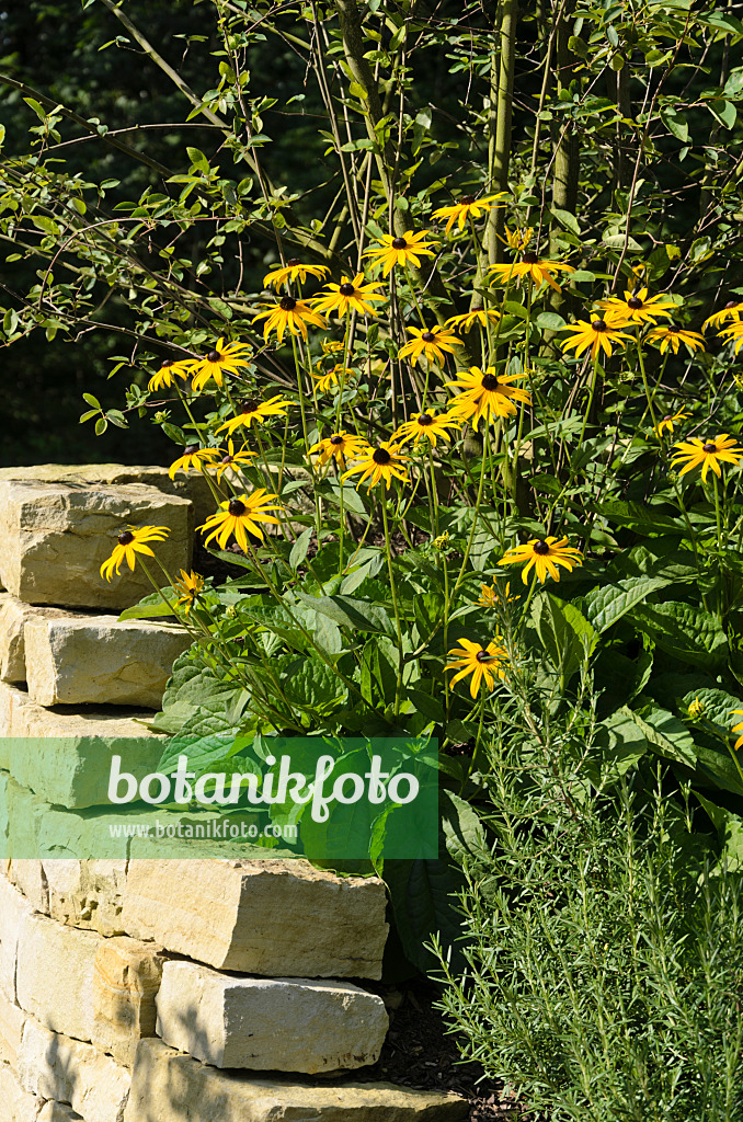 571047 - Gewöhnlicher Sonnenhut (Rudbeckia fulgida)