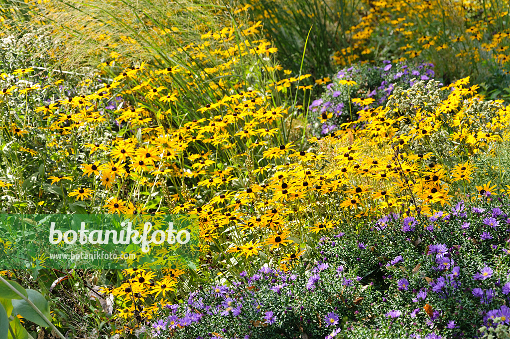 488106 - Gewöhnlicher Sonnenhut (Rudbeckia fulgida) und Astern (Aster)