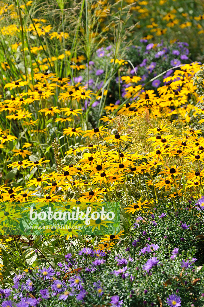 488107 - Gewöhnlicher Sonnenhut (Rudbeckia fulgida) und Astern (Aster)