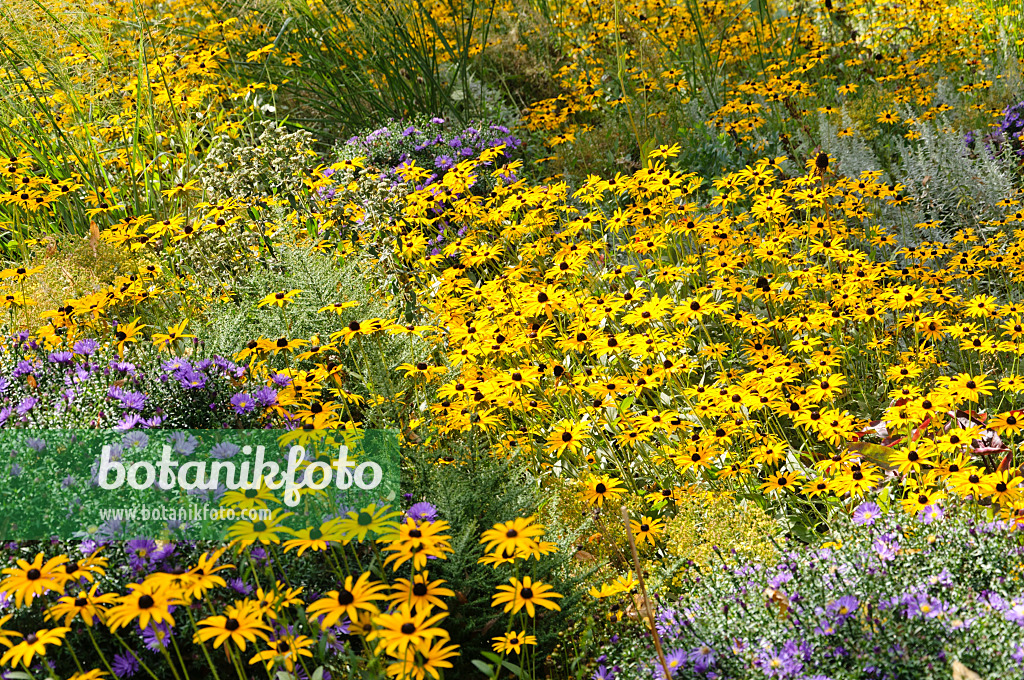 488108 - Gewöhnlicher Sonnenhut (Rudbeckia fulgida) und Astern (Aster)