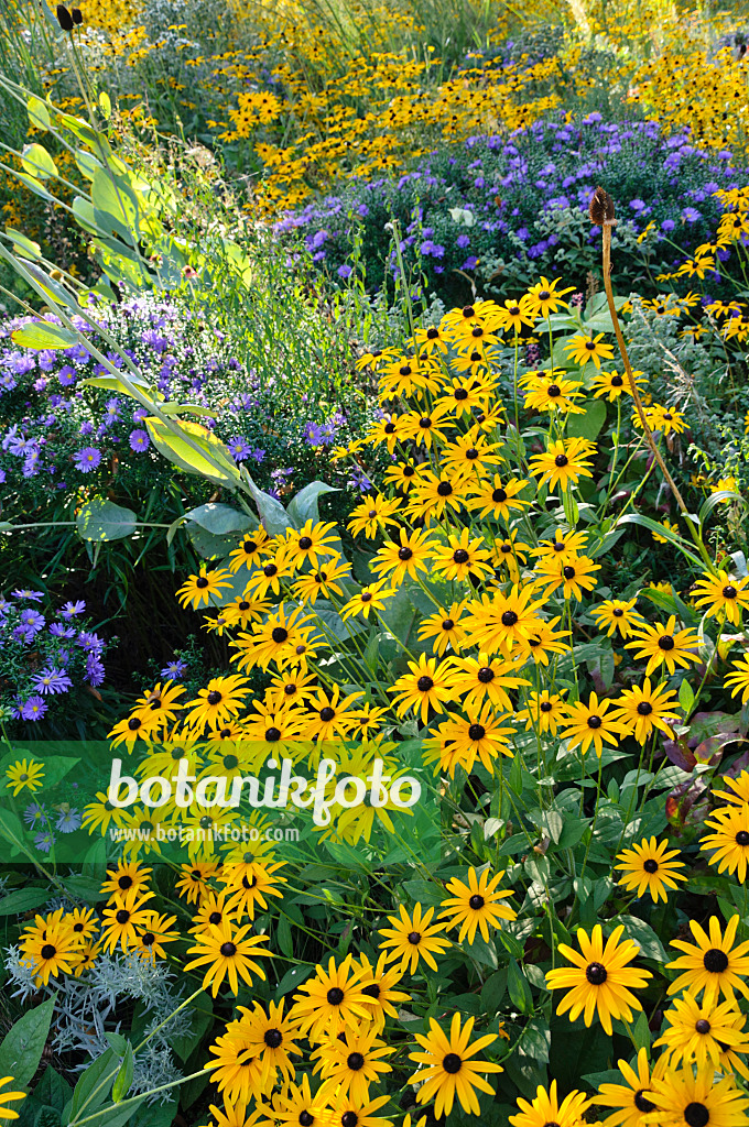 488130 - Gewöhnlicher Sonnenhut (Rudbeckia fulgida) und Astern (Aster)