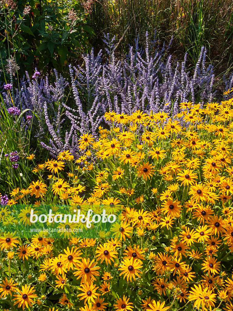 404048 - Gewöhnlicher Sonnenhut (Rudbeckia fulgida var. deamii) und Fiederschnittige Perowskie (Perovskia abrotanoides)