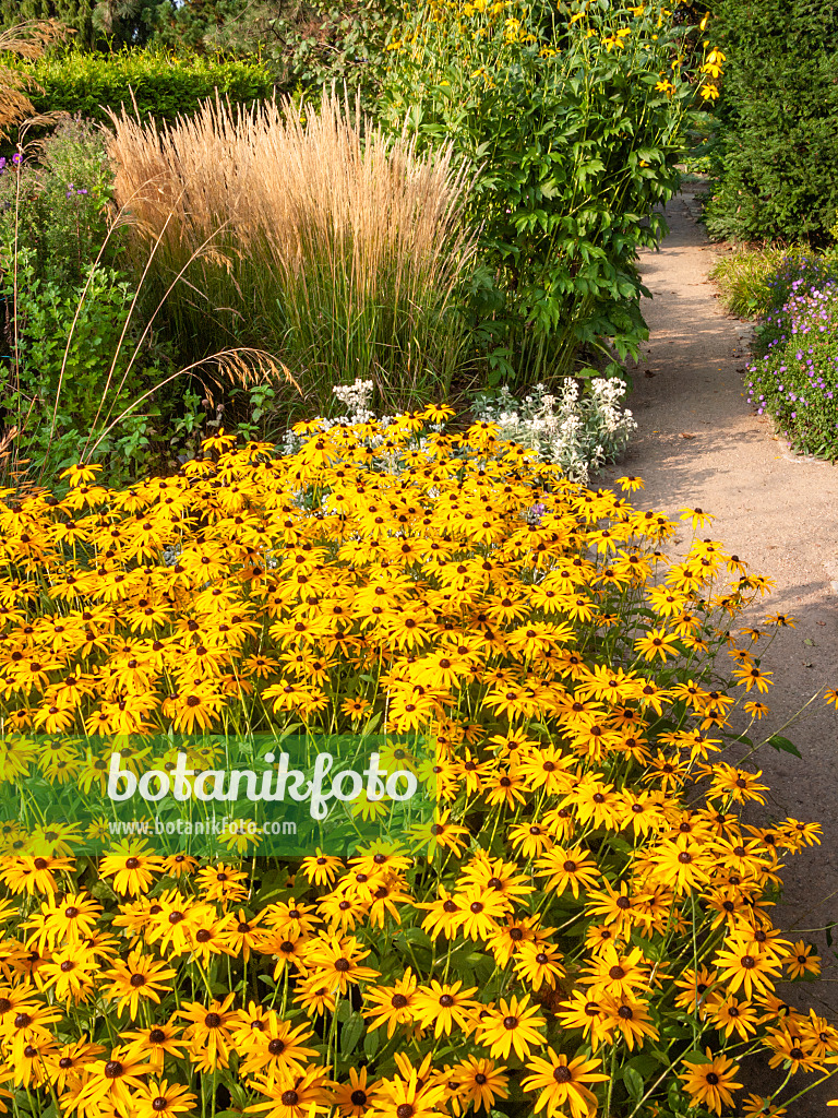 417030 - Gewöhnlicher Sonnenhut (Rudbeckia fulgida var. deamii)