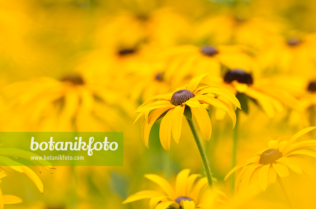 475137 - Gewöhnlicher Sonnenhut (Rudbeckia fulgida var. deamii)