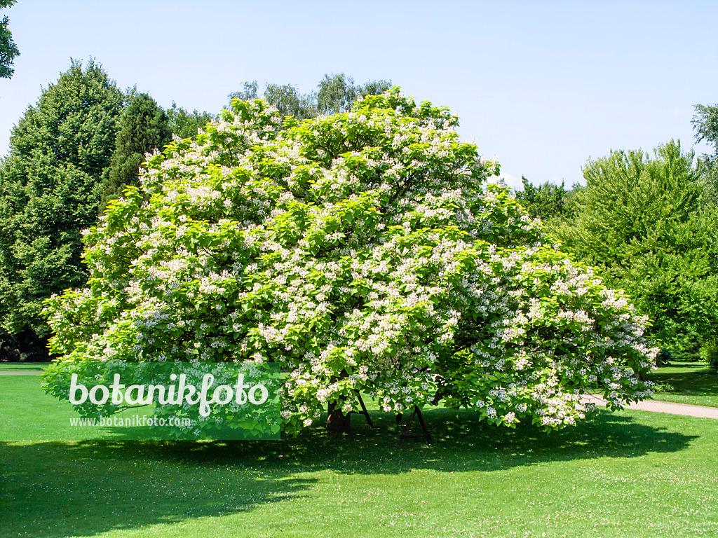 427137 - Gewöhnlicher Trompetenbaum (Catalpa bignonioides)