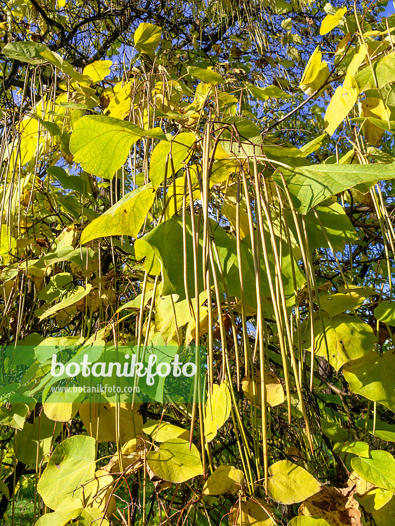 442107 - Gewöhnlicher Trompetenbaum (Catalpa bignonioides)