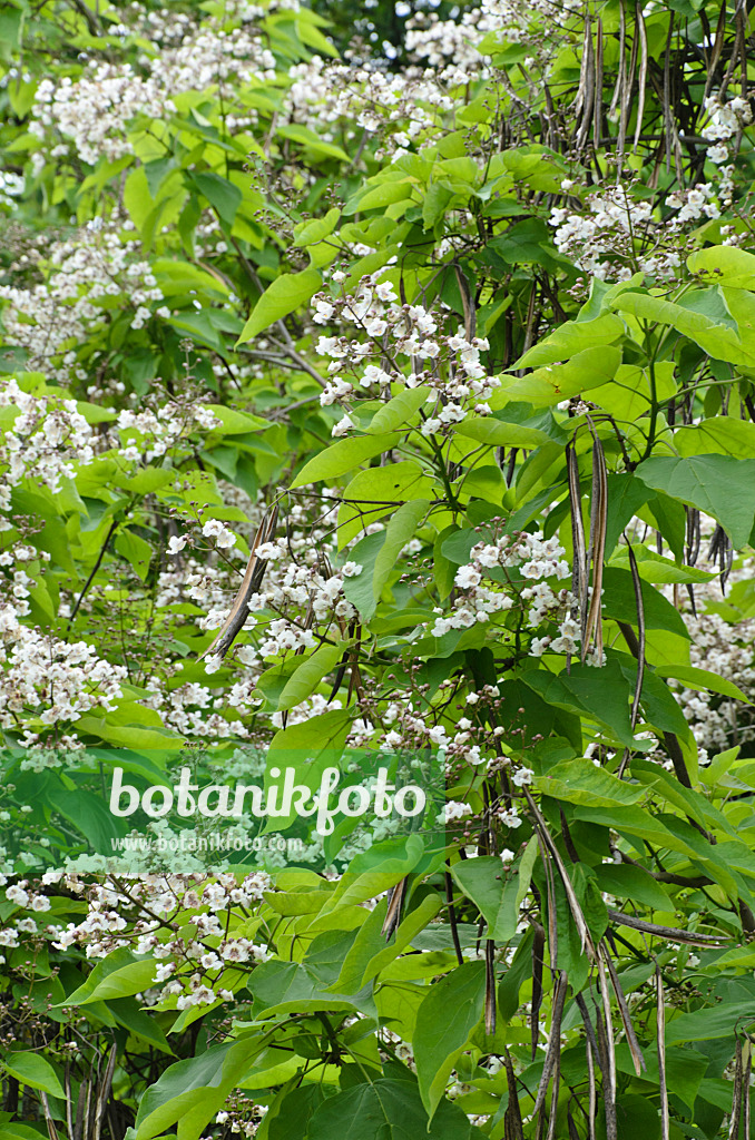 497322 - Gewöhnlicher Trompetenbaum (Catalpa bignonioides)