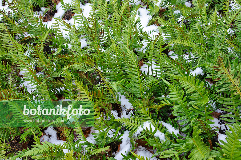 466102 - Gewöhnlicher Tüpfelfarn (Polypodium vulgare)