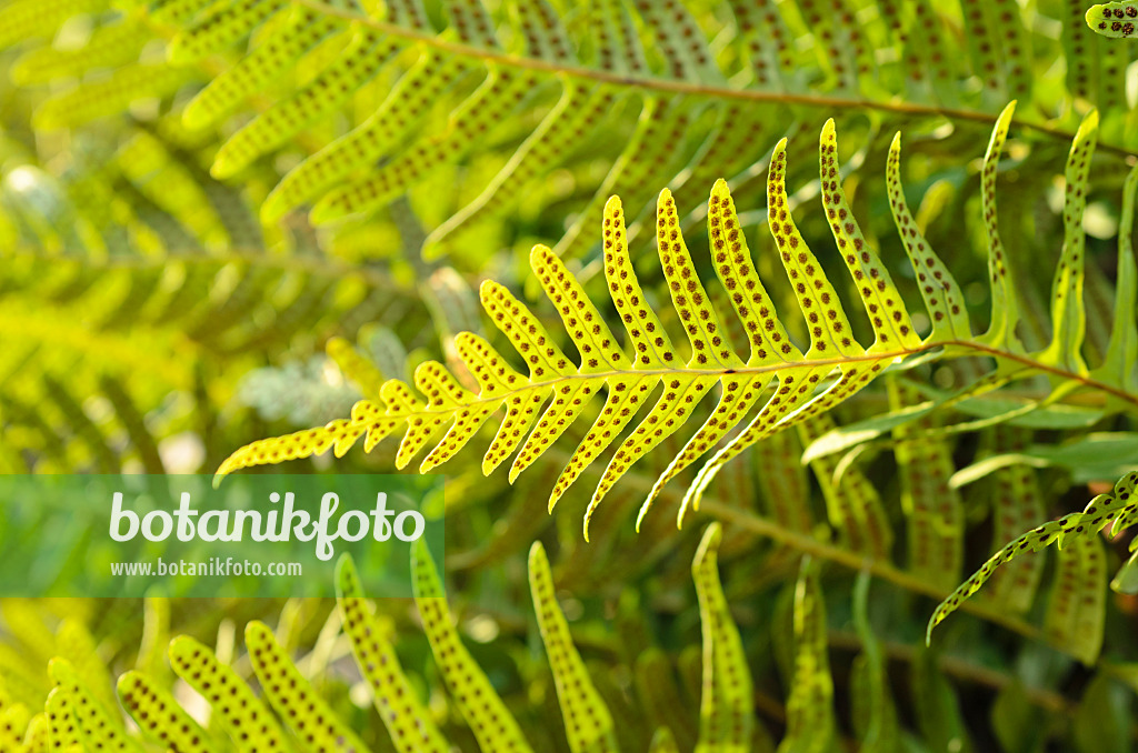 493004 - Gewöhnlicher Tüpfelfarn (Polypodium vulgare)