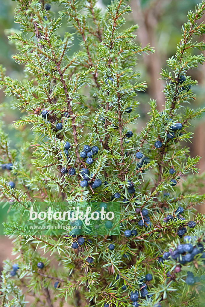 490085 - Gewöhnlicher Wacholder (Juniperus communis)