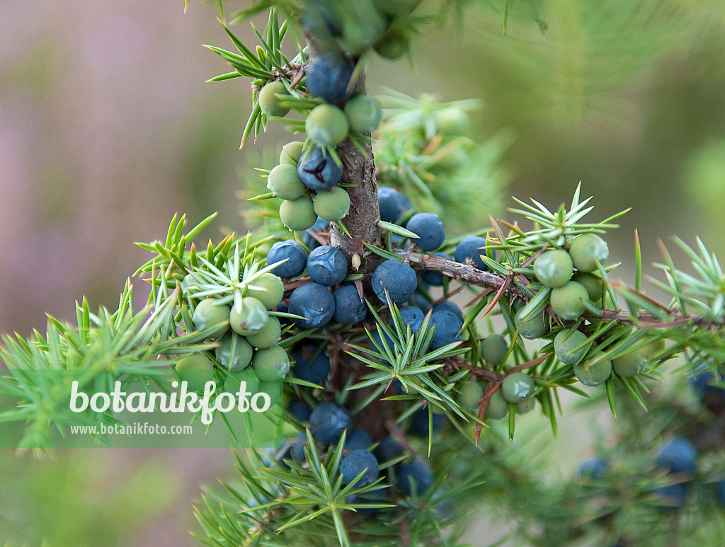 526109 - Gewöhnlicher Wacholder (Juniperus communis)