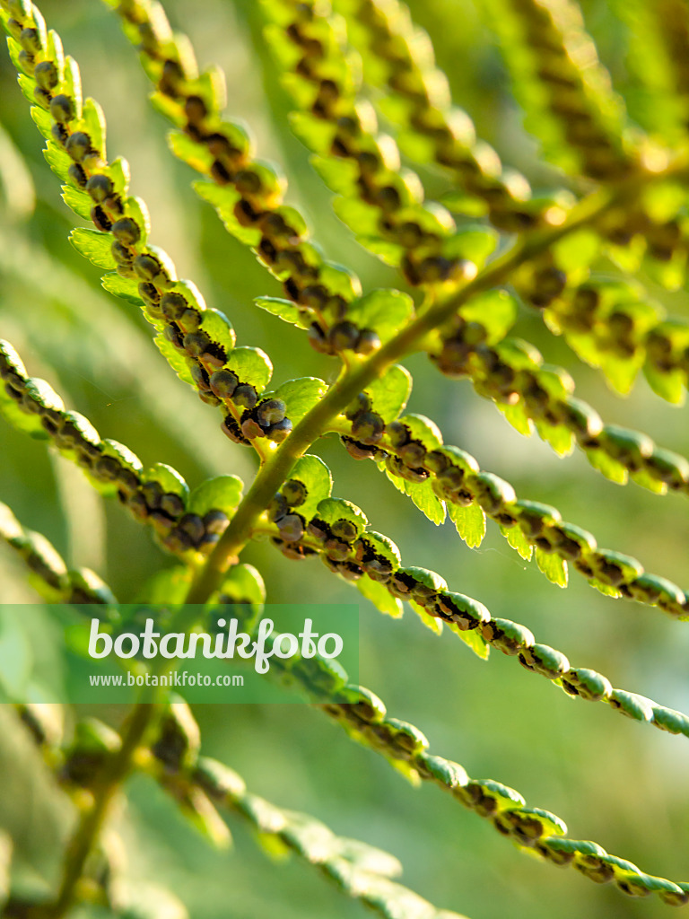 426325 - Gewöhnlicher Wurmfarn (Dryopteris filix-mas)