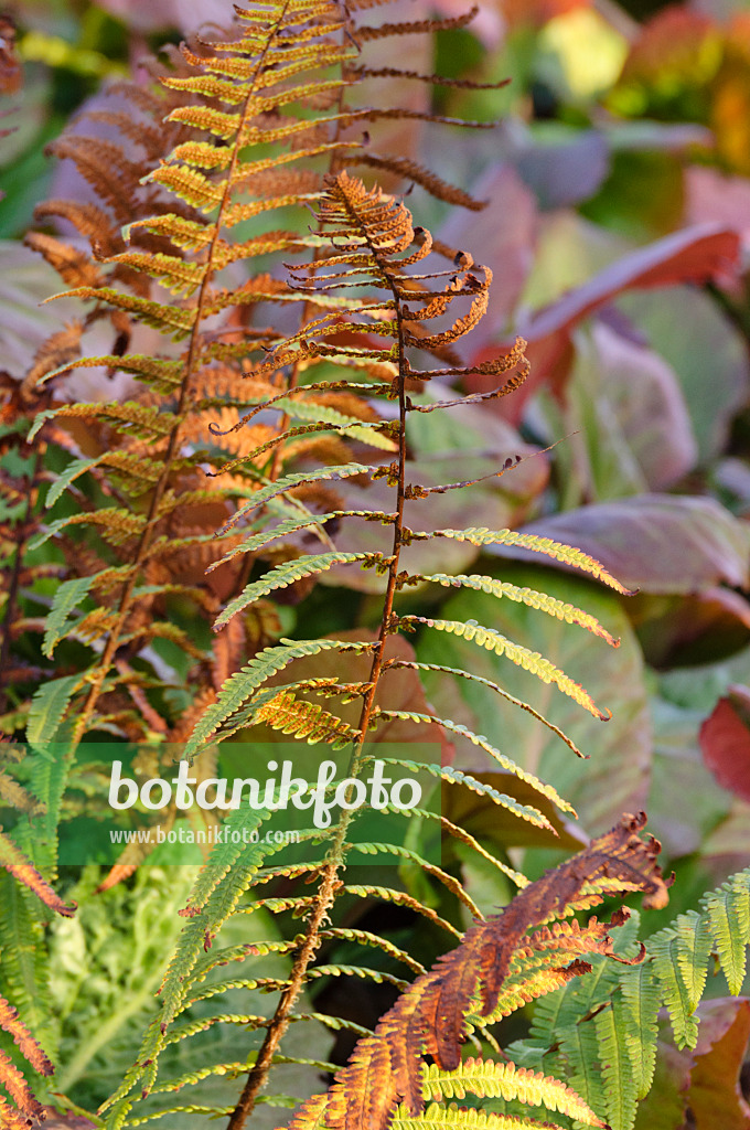 479012 - Gewöhnlicher Wurmfarn (Dryopteris filix-mas)