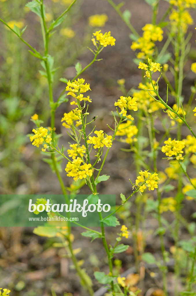 520221 - Gewöhnliches Barbarakraut (Barbarea vulgaris)