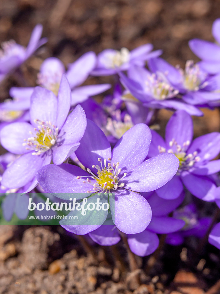 436093 - Gewöhnliches Leberblümchen (Hepatica nobilis)