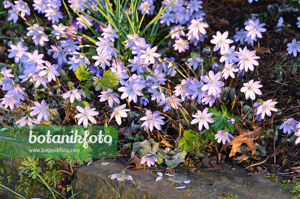 470132 - Gewöhnliches Leberblümchen (Hepatica nobilis)