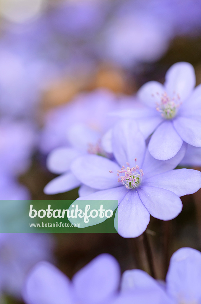 471013 - Gewöhnliches Leberblümchen (Hepatica nobilis)