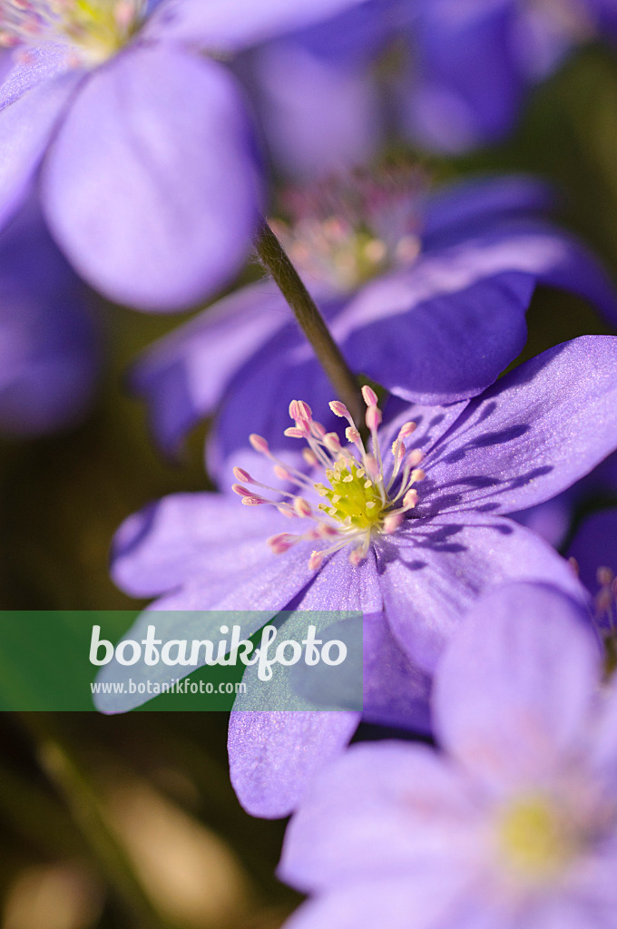 471014 - Gewöhnliches Leberblümchen (Hepatica nobilis)