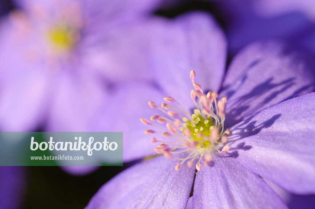 471016 - Gewöhnliches Leberblümchen (Hepatica nobilis)