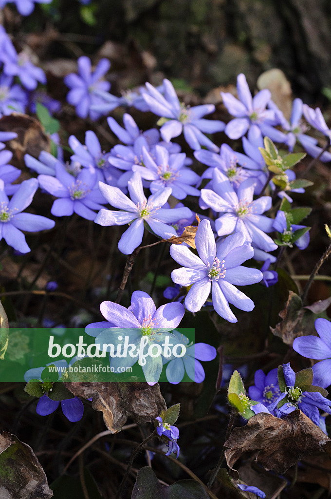 471018 - Gewöhnliches Leberblümchen (Hepatica nobilis)