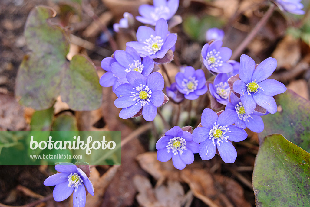 517020 - Gewöhnliches Leberblümchen (Hepatica nobilis)