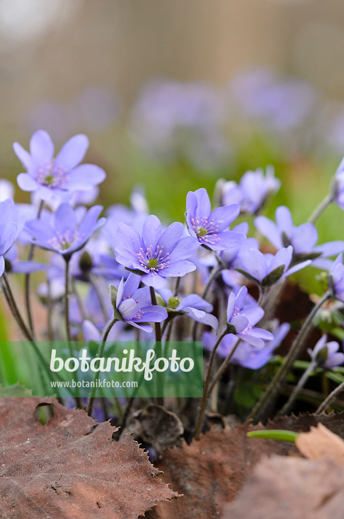 519023 - Gewöhnliches Leberblümchen (Hepatica nobilis)