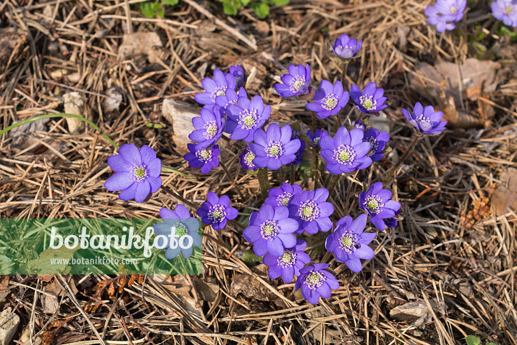 608022 - Gewöhnliches Leberblümchen (Hepatica nobilis)