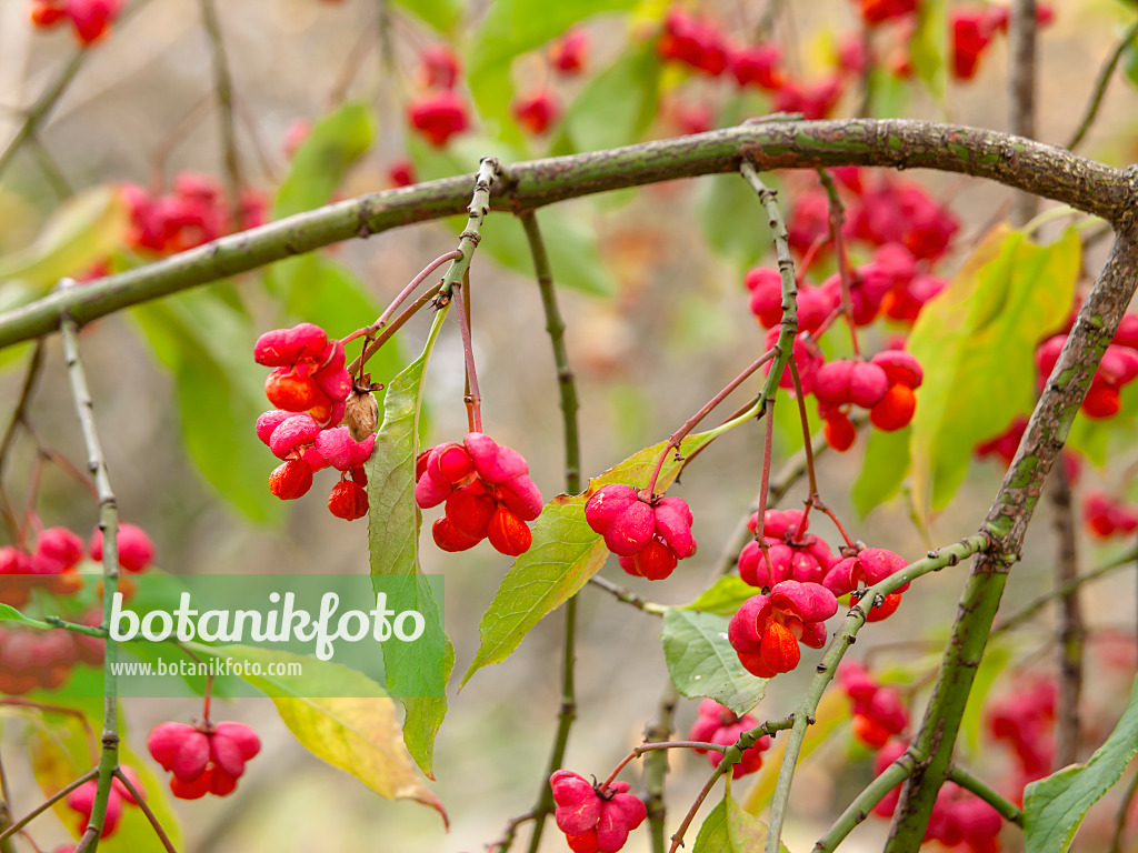 430198 - Gewöhnliches Pfaffenhütchen (Euonymus europaeus)