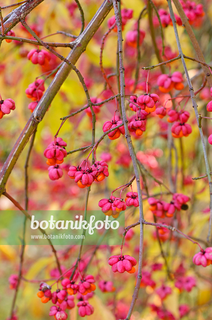 478003 - Gewöhnliches Pfaffenhütchen (Euonymus europaeus)