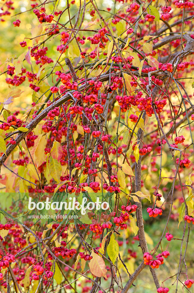 478004 - Gewöhnliches Pfaffenhütchen (Euonymus europaeus)