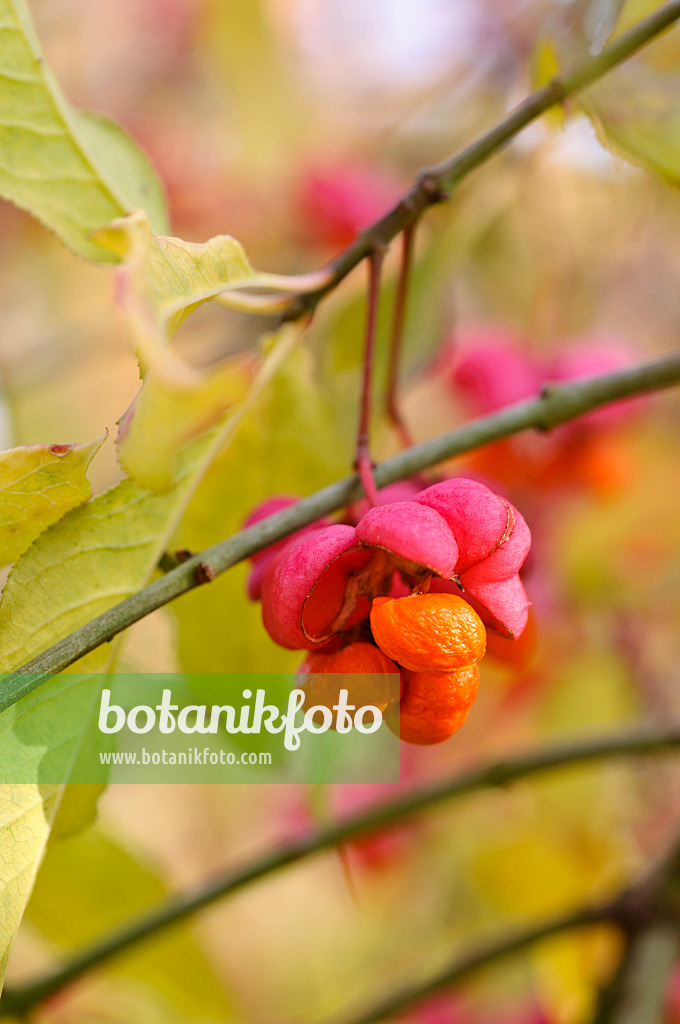 478005 - Gewöhnliches Pfaffenhütchen (Euonymus europaeus)