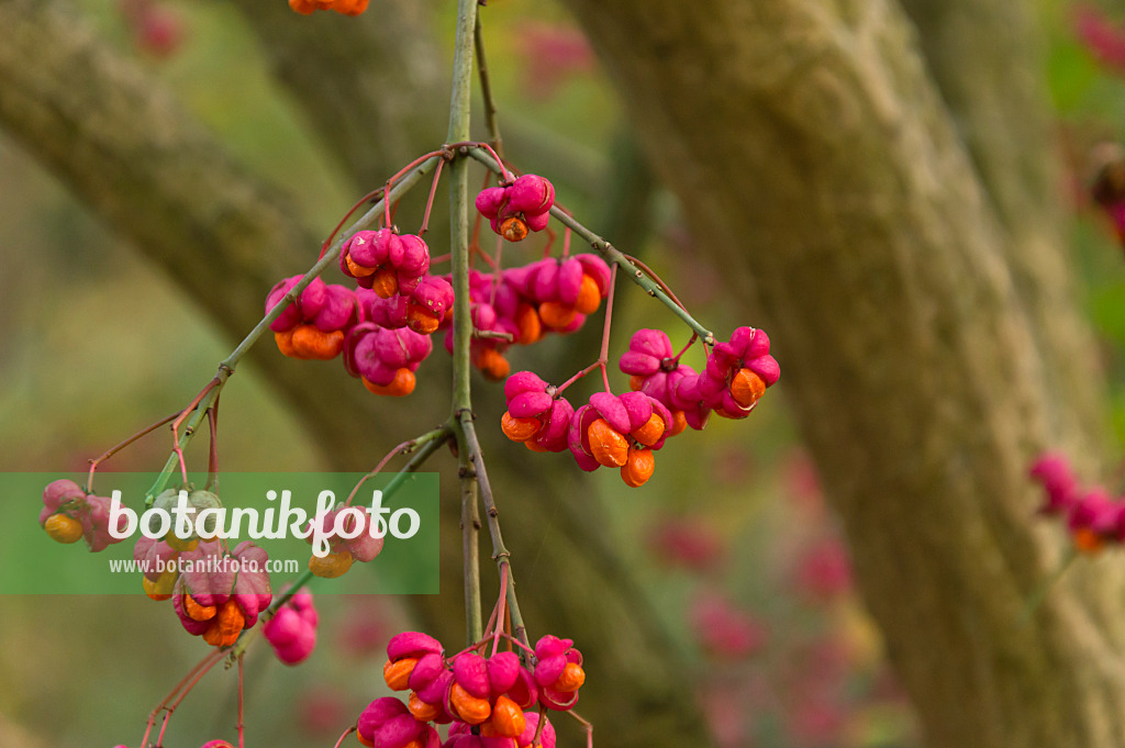 513152 - Gewöhnliches Pfaffenhütchen (Euonymus europaeus)