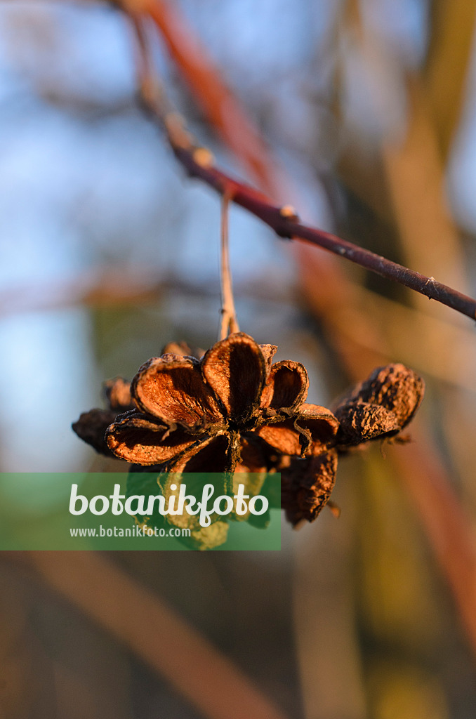 518082 - Gewöhnliches Pfaffenhütchen (Euonymus europaeus)