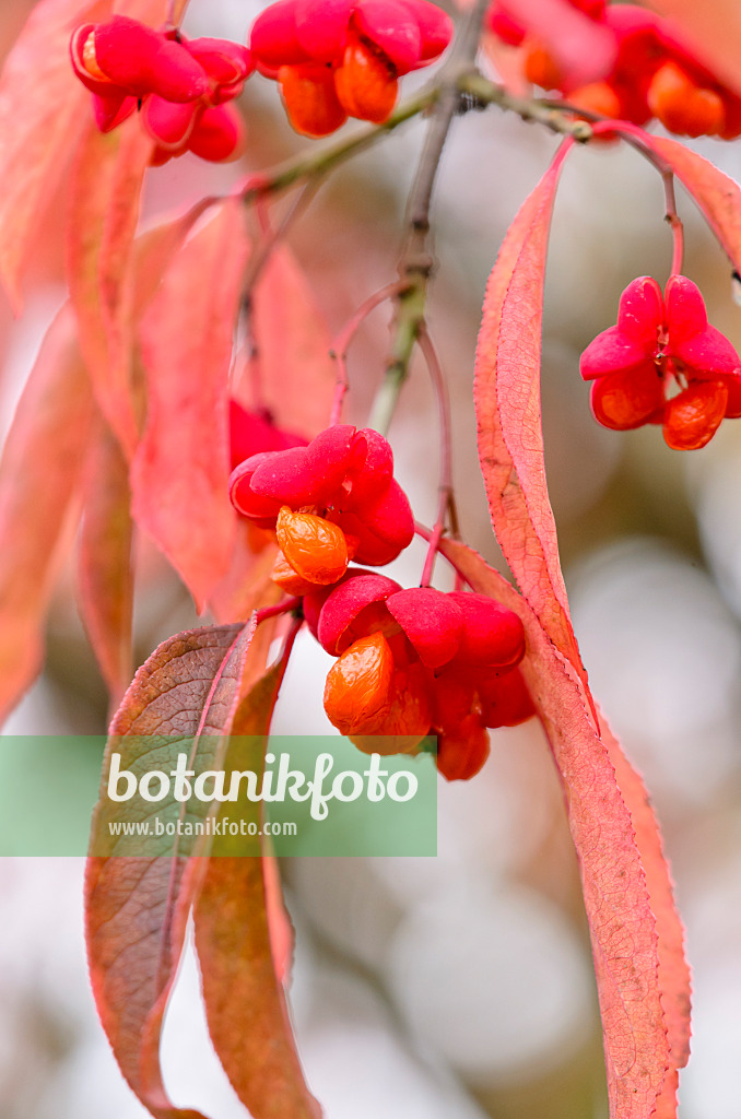 525209 - Gewöhnliches Pfaffenhütchen (Euonymus europaeus)