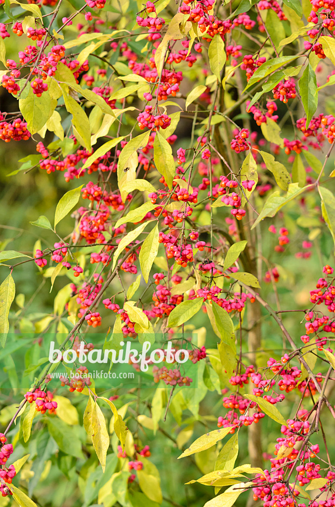 525241 - Gewöhnliches Pfaffenhütchen (Euonymus europaeus)