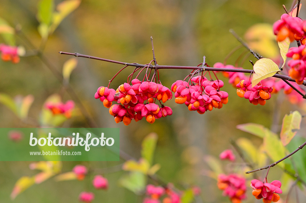 525245 - Gewöhnliches Pfaffenhütchen (Euonymus europaeus)