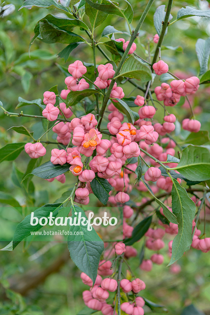 575096 - Gewöhnliches Pfaffenhütchen (Euonymus europaeus)