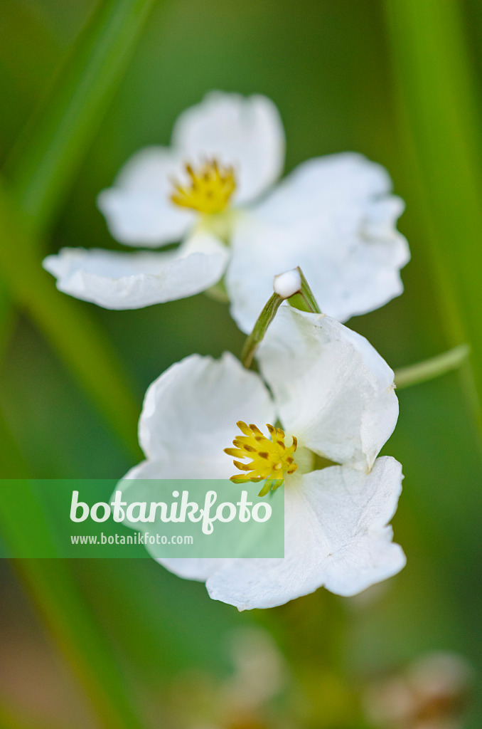 524001 - Gewöhnliches Pfeilkraut (Sagittaria sagittifolia)