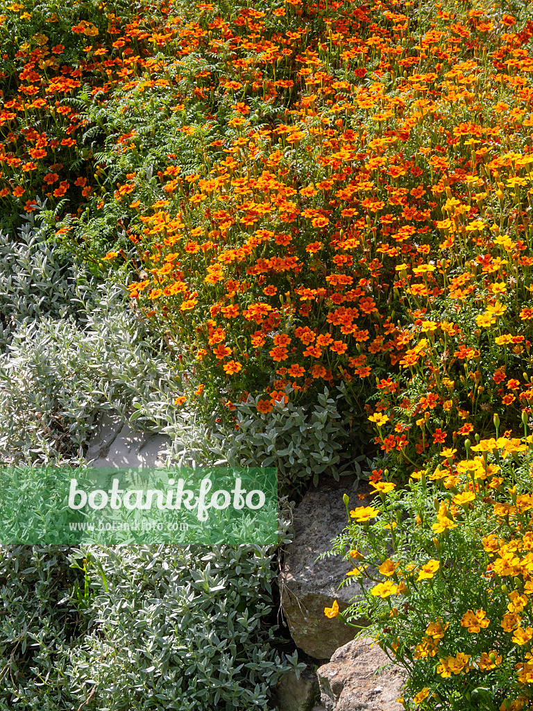 404072 - Gewürztagetes (Tagetes tenuifolia)