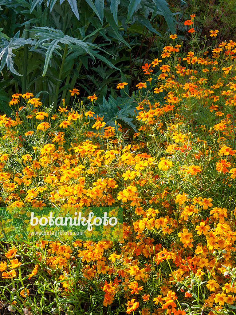 417038 - Gewürztagetes (Tagetes tenuifolia)