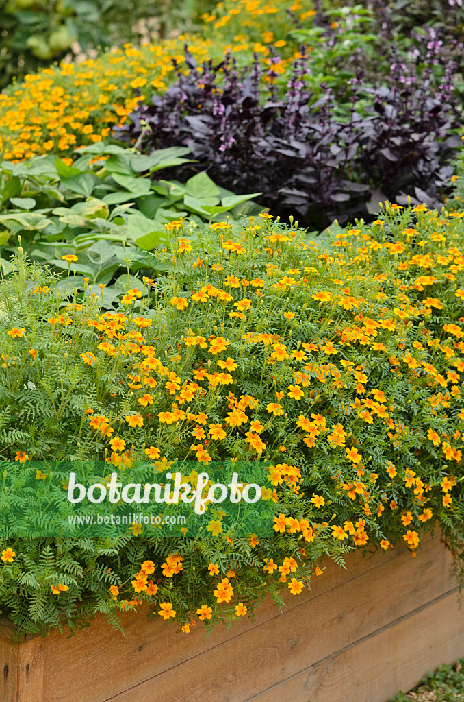 523054 - Gewürztagetes (Tagetes tenuifolia)