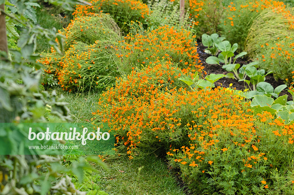 523055 - Gewürztagetes (Tagetes tenuifolia)