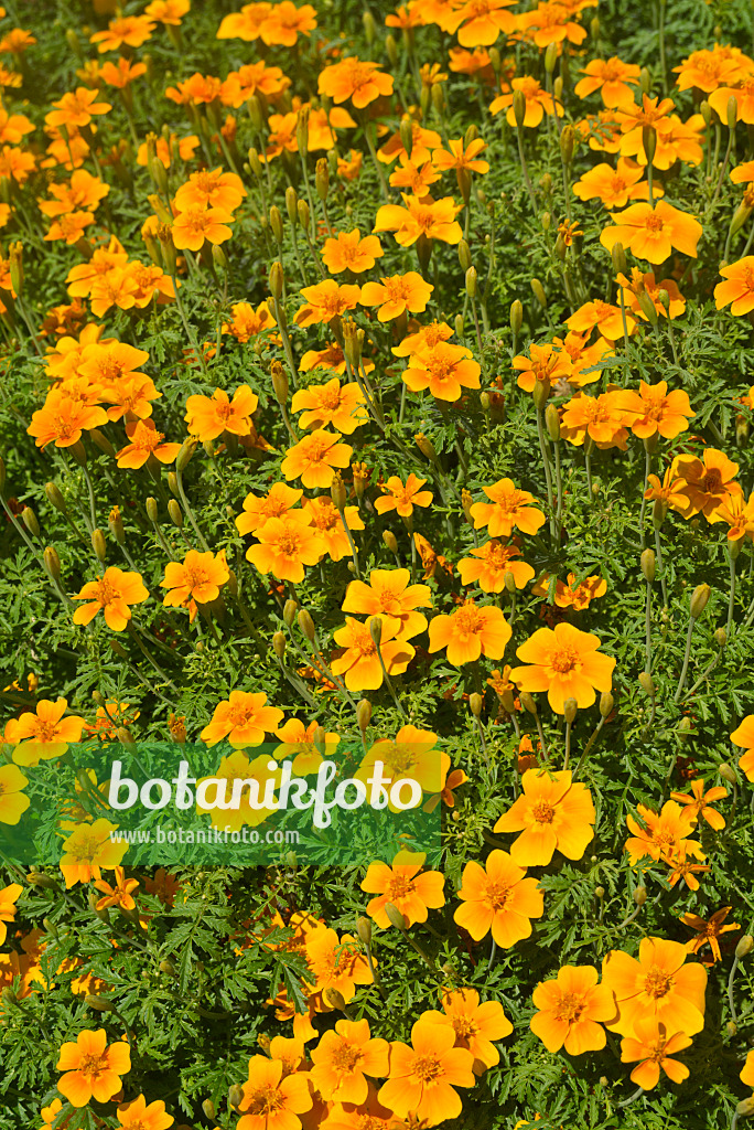 608113 - Gewürztagetes (Tagetes tenuifolia)