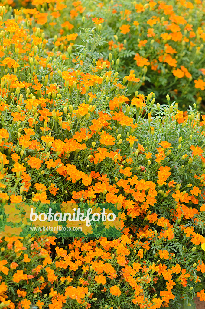 536122 - Gewürztagetes (Tagetes tenuifolia 'Carina')