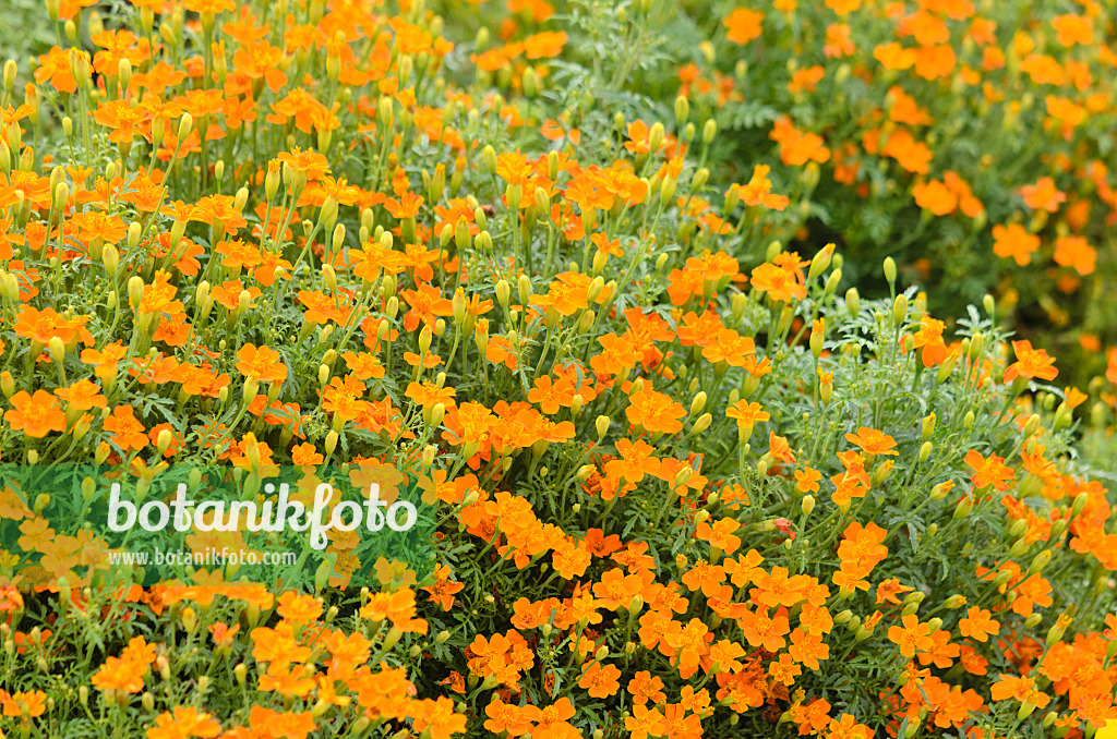 536123 - Gewürztagetes (Tagetes tenuifolia 'Carina')