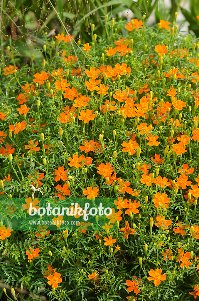 523039 - Gewürztagetes (Tagetes tenuifolia 'Luna Orange')