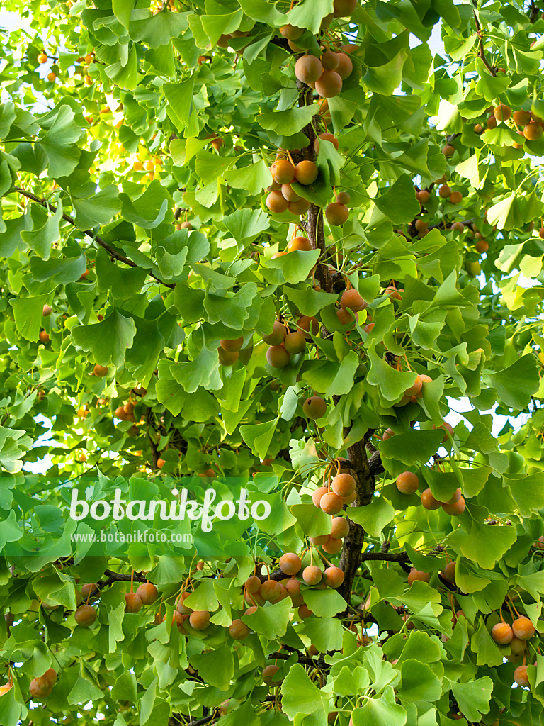 442038 - Ginkgo (Ginkgo biloba)